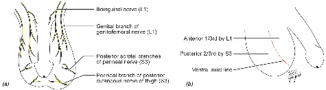 Fig 8. Inervación del escroto y sus dermatomas